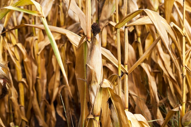 Field with mature corn