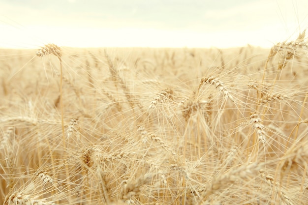 Поле со зрелой желтой пшеницей. Колоски пшеницы на поле.