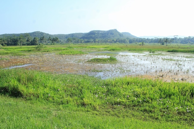 A field with a mountain in the background lake full of algae rice field filled by water and muddy