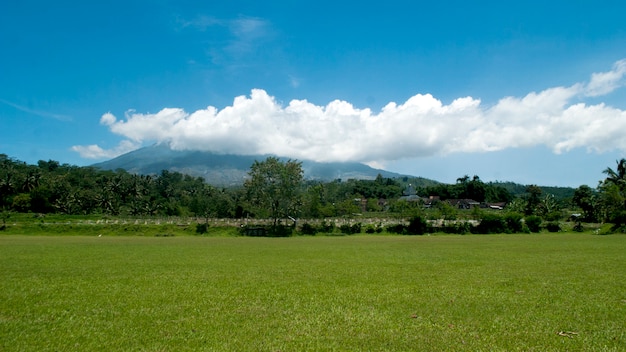 field with mountain background