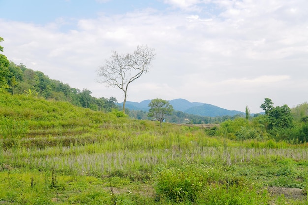 A field with a mountain in the background