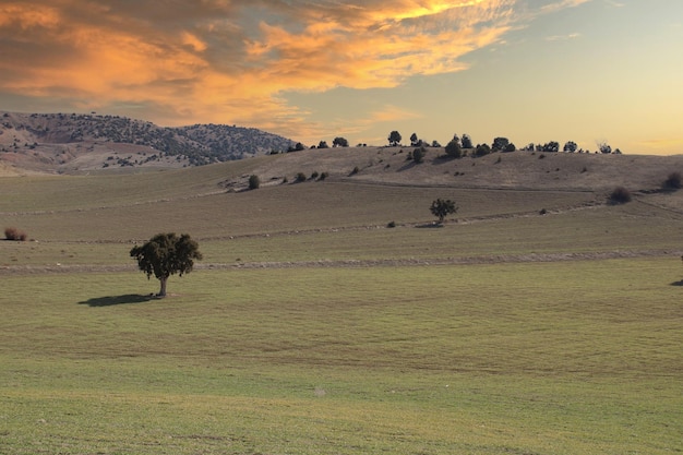 A field with a mountain in the background