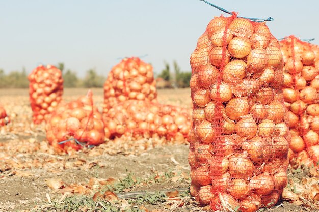 Field with onions in mesh bags for harvest