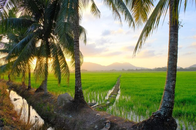 Photo a field with palm trees and a mountain in the background