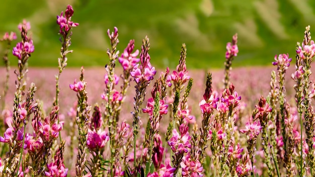 Field with pink flowers on a sunny day