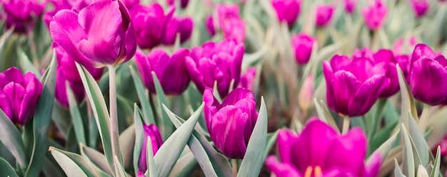 Field with pink tulips.