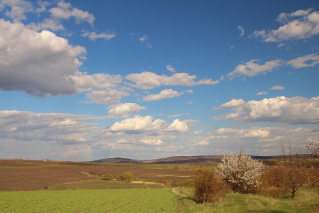 Photo a field with a plane flying in the sky and a field with trees and clouds