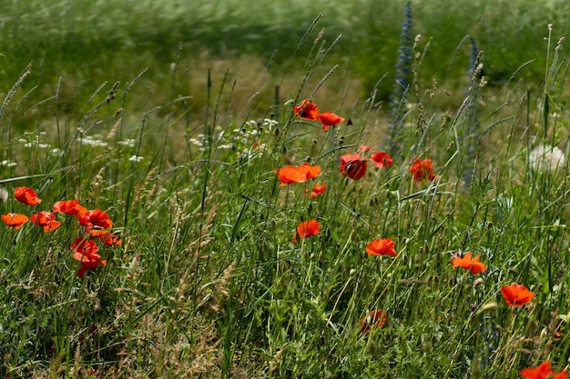 A field with poppies blooming everywhere in summer Red flowered in the summer field