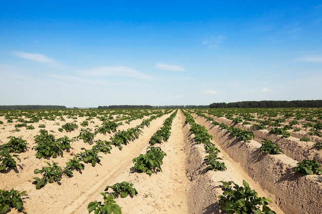 Field with potato  agricultural field where potatoes, green unripe potatoes