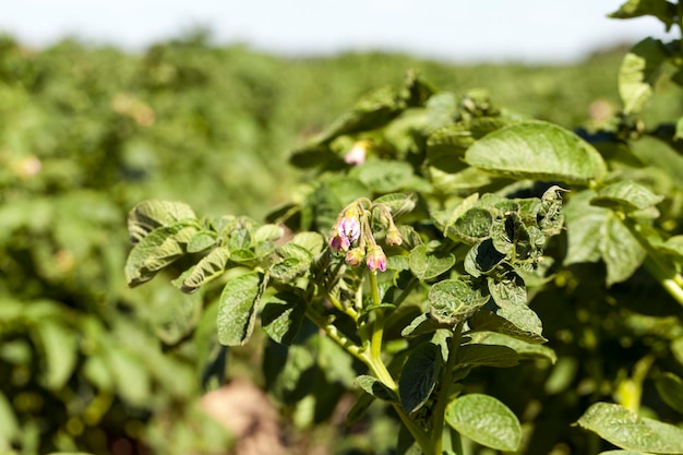 Campo con patate