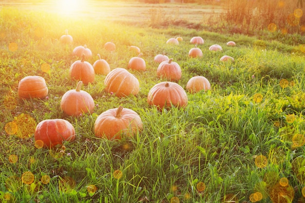 Field with pumpkins at sunset