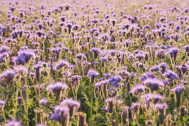 自然の背景として紫色の花を持つフィールド