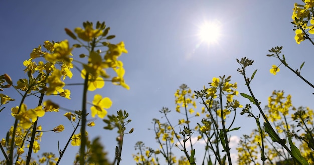 a field with rapeseed flowers