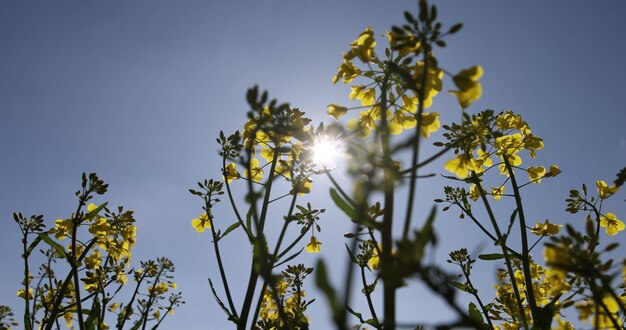 a field with rapeseed flowers