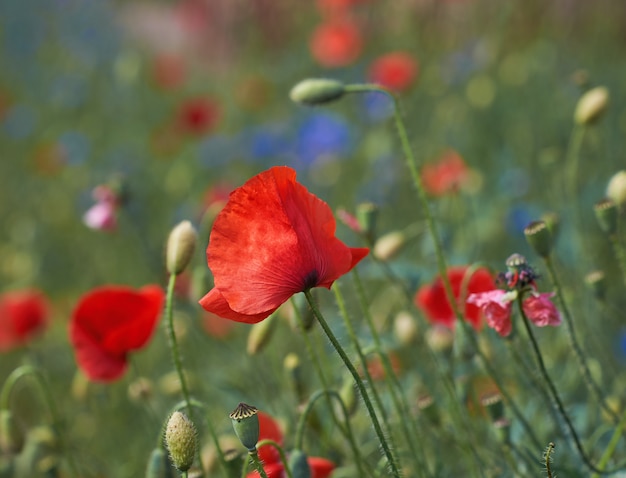 Field with red blooming poppies and green leaves