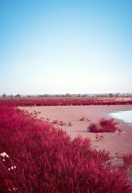 Field with red Salicornia europa. Odessa region, Ukraine.