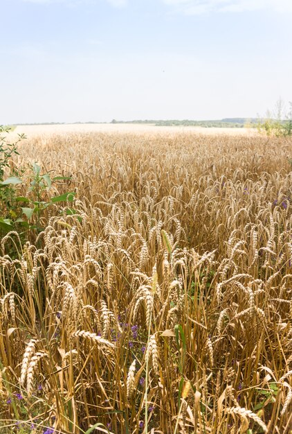 Field with ripe ears of wheat. Between the ears - wild flowers