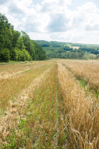 Field with ripe ears of wheat. Stripes mown wheat