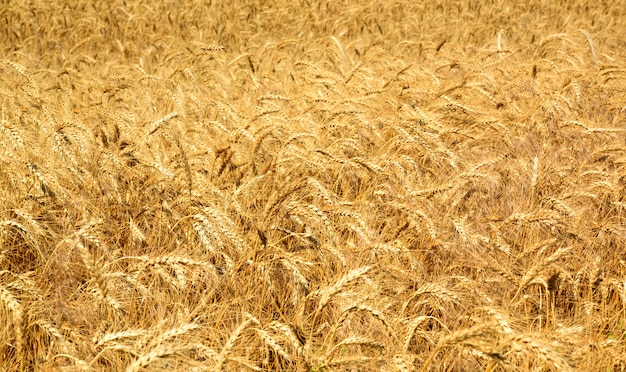 Field with ripe yellow wheat 