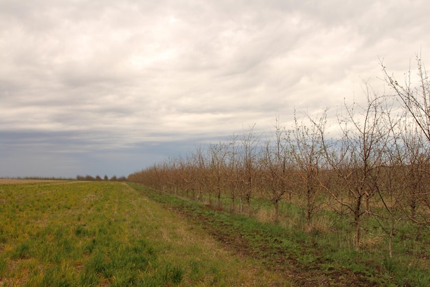 a field with a row of trees with a cloudy sky in the background