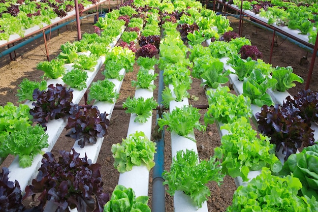 Photo field with rows of head lettuce, colorful mature ready for harvest.