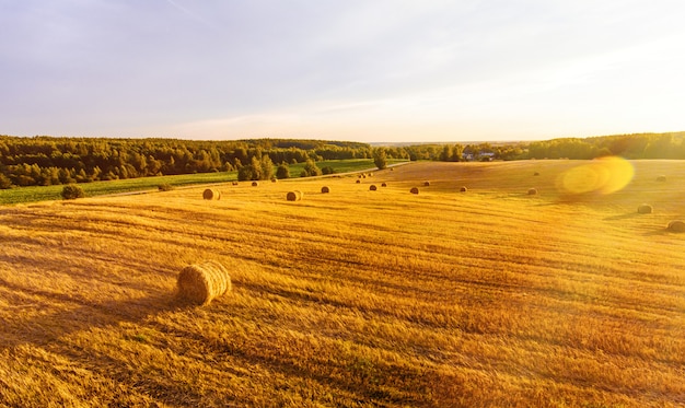 Field with sheaves of wheat from air