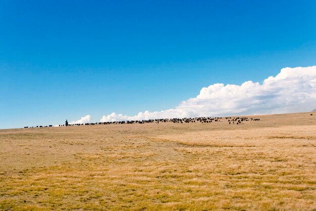 Field with shepard and flock