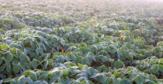 Field with soybean crops in the morning dew