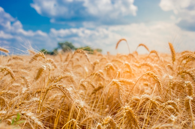 Field with spikelets of wheat and blue sky