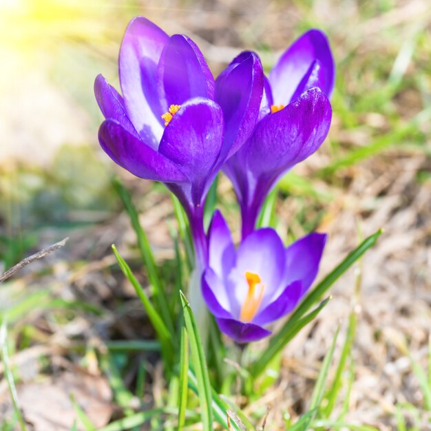 Field with spring violet flowers crocuses with soft background