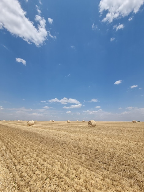 Field with straw bales after harvest on a background cloudy sky