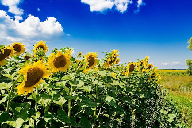 Campo con i girasoli contro il cielo blu. bel paesaggio