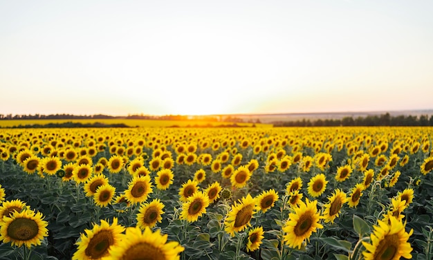 写真 ひまわり畑。サブツリーと同じ花が咲く果てしない畑、夏の風景。収穫の概念。パノラマビュー、バナー。