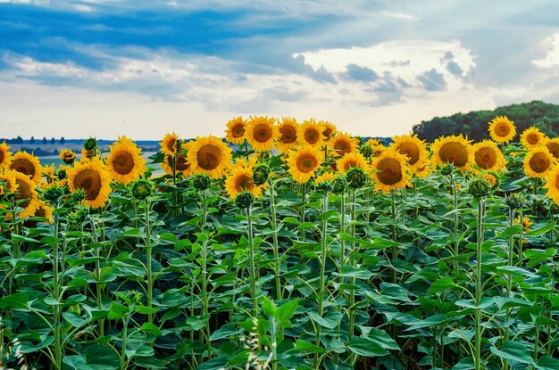 Field with sunflowers on a blue sky background