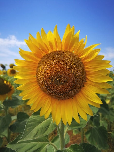 Field with sunflowers on a clear sunny day