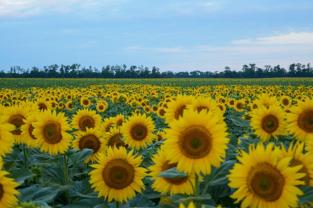 Field with sunflowers closeup a beautiful flower with perfect shapes