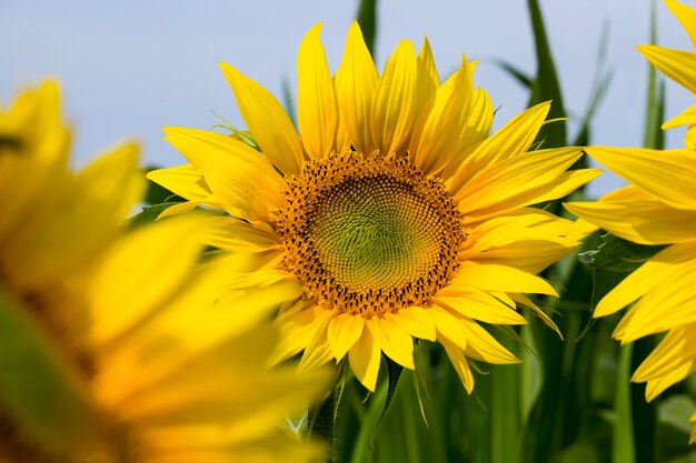 Field with sunflowers in summer, field of sunflowers during flowering in Sunny weather