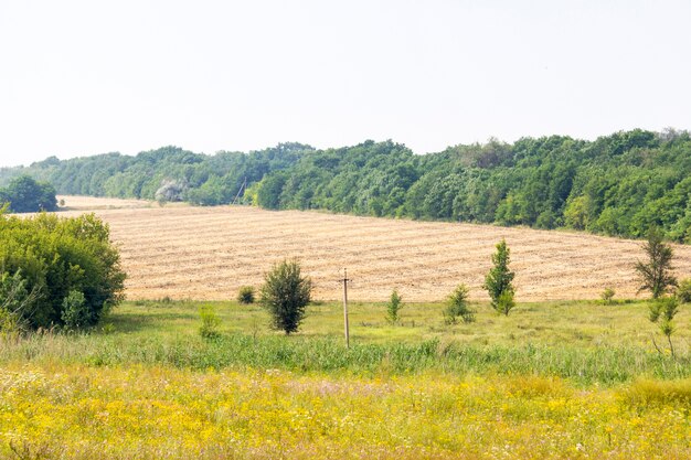 Field with sunflowers and wheat. Summer field