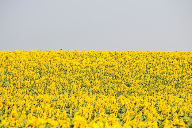 Field with sunflowers and wheat. Summer field