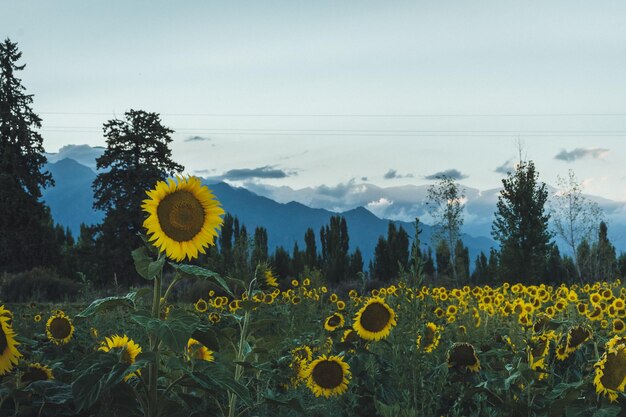 Field with sunflowers