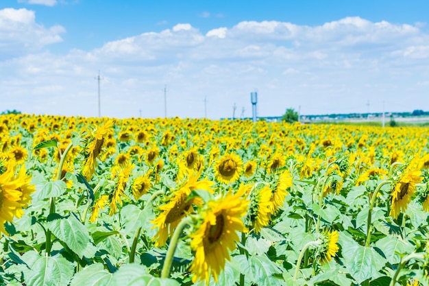 Field with sunflowers