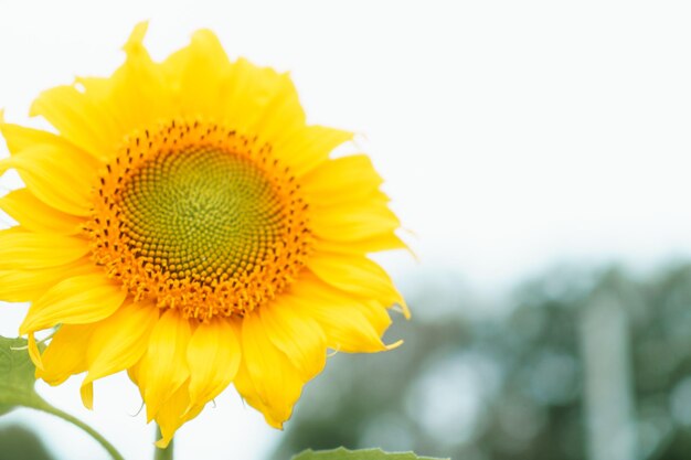 Field with sunflowers