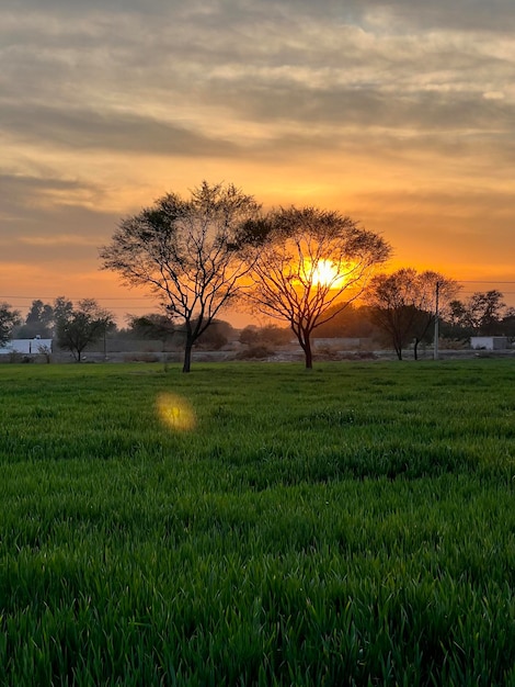 A field with a sunset in the background