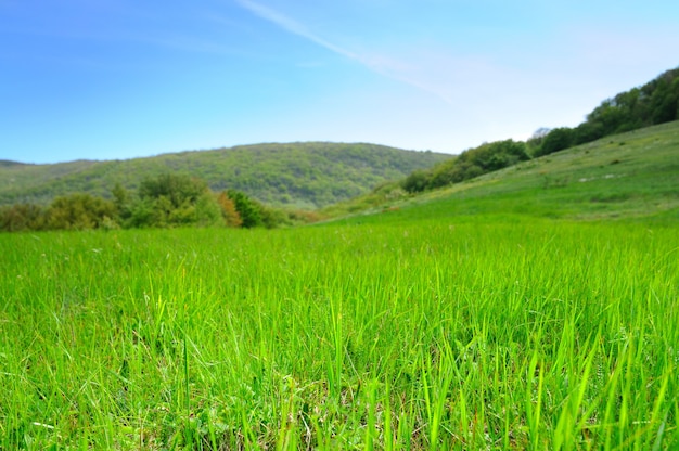 Campo con erba verde alta, colline sullo sfondo