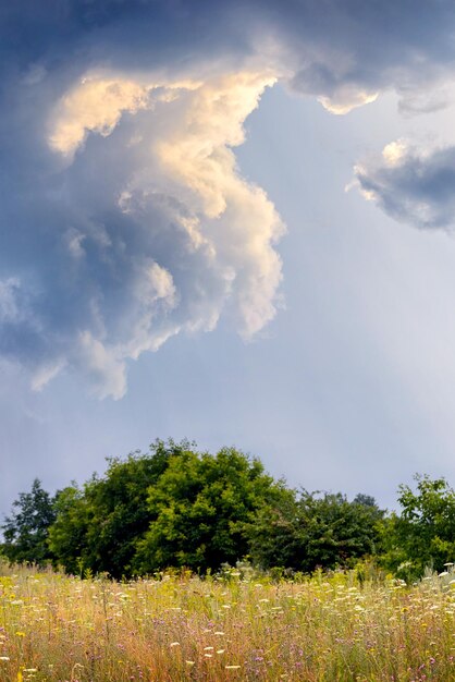 遠くに野草の木の茂みがあり、太陽に照らされた雲のある絵のように美しい空のある畑