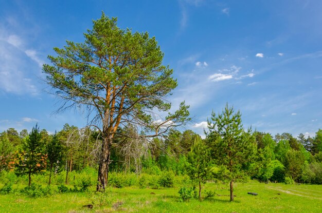 A field with a tree and a blue sky