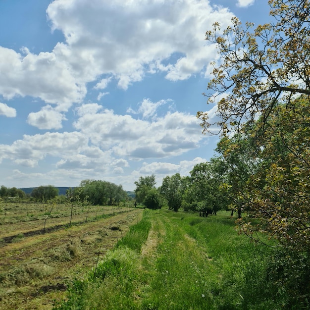 A field with a tree and a field with a blue sky and clouds