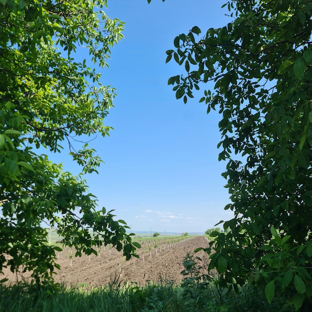 A field with a tree in the foreground and a blue sky in the background.