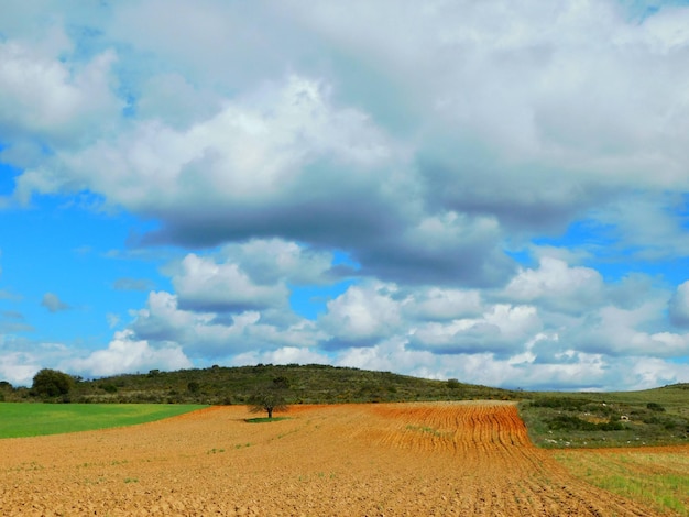 A field with a tree in the foreground and a blue sky with clouds.