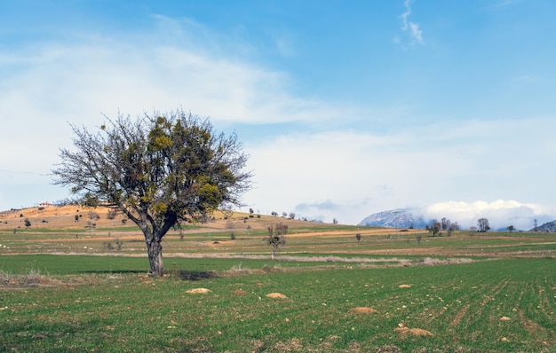 A field with a tree in the foreground and mountains in the background.